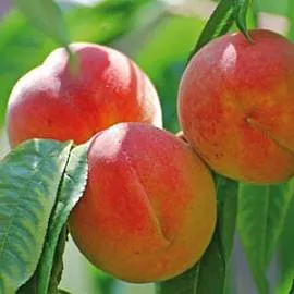Наслаждайтесь сочными плодами: лучшие сорта персиковых деревьев для сада